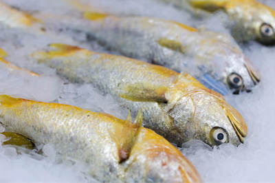 黄花鱼是淡水鱼还是海水鱼?2022价格多少钱一斤?